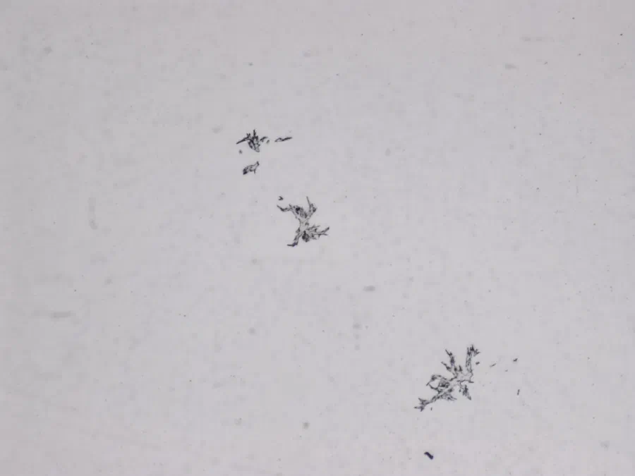 Structures microscopiques rappelant des estampes