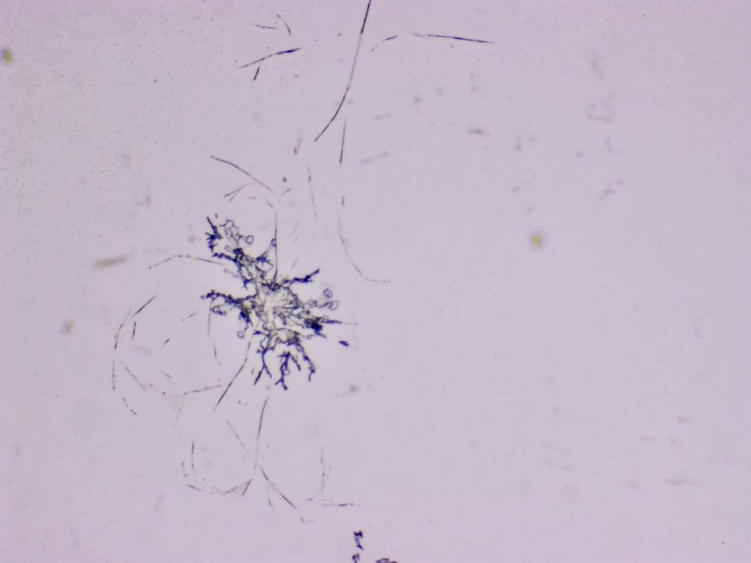 Structures microscopiques rappelant des estampes Structures microscopiques rappelant des estampes