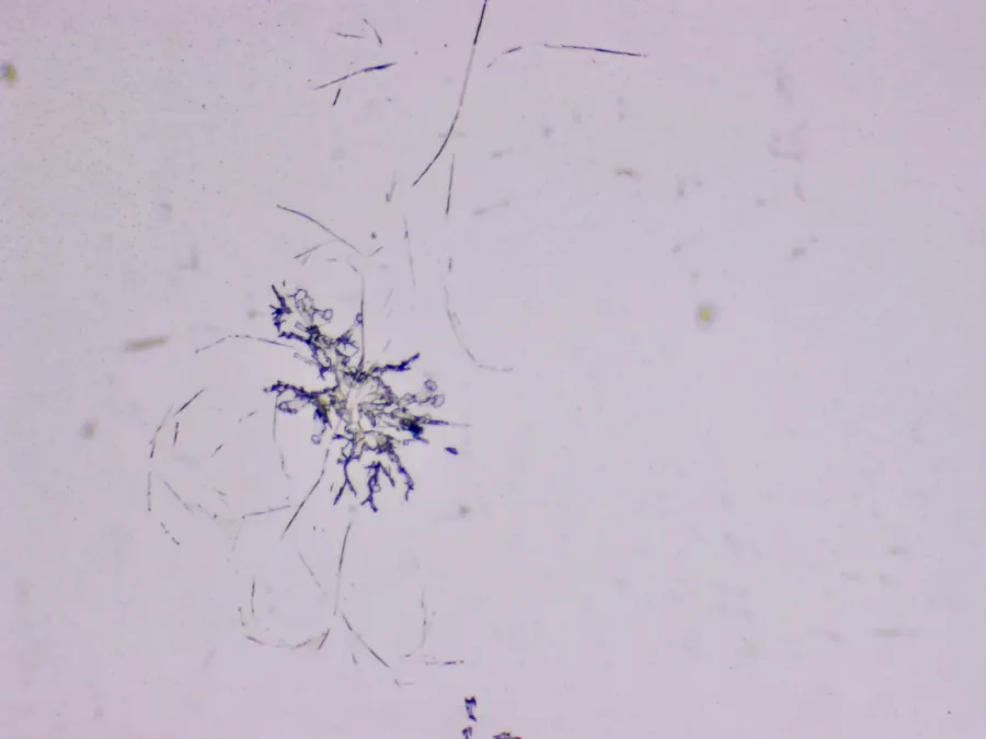 Structures microscopiques rappelant des estampes