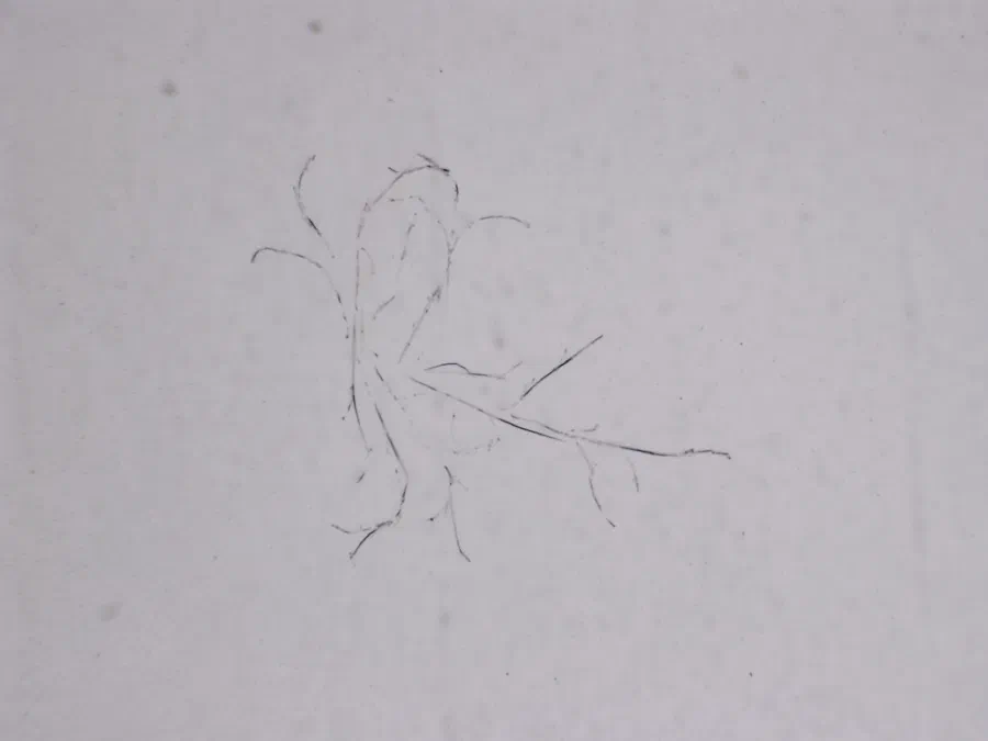 Structures microscopiques rappelant des estampes