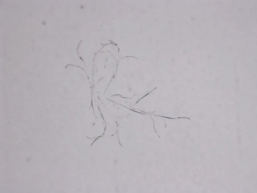 Structures microscopiques rappelant des estampes