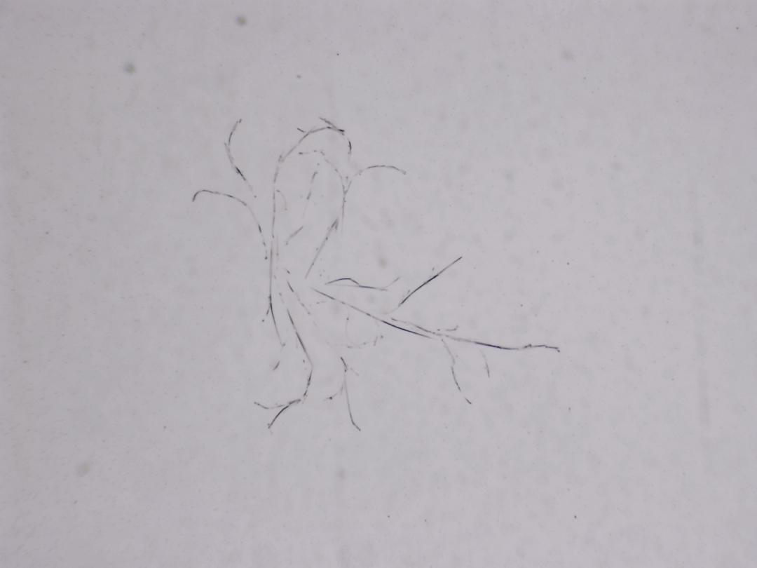 Structures microscopiques rappelant des estampes Structures microscopiques rappelant des estampes