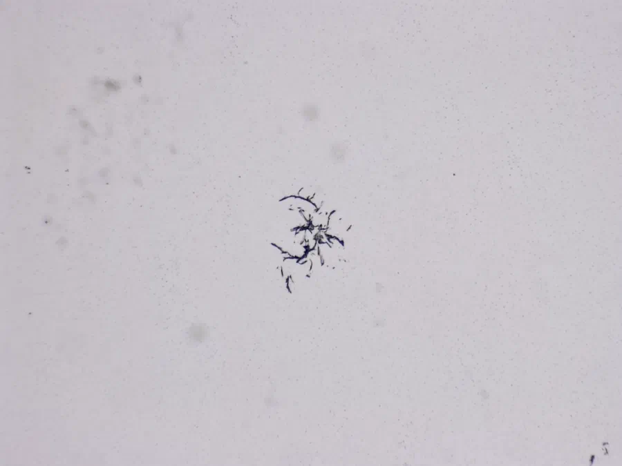 Structures microscopiques rappelant des estampes
