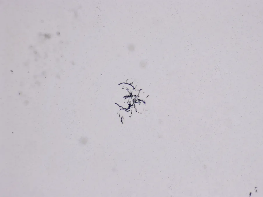 Structures microscopiques rappelant des estampes