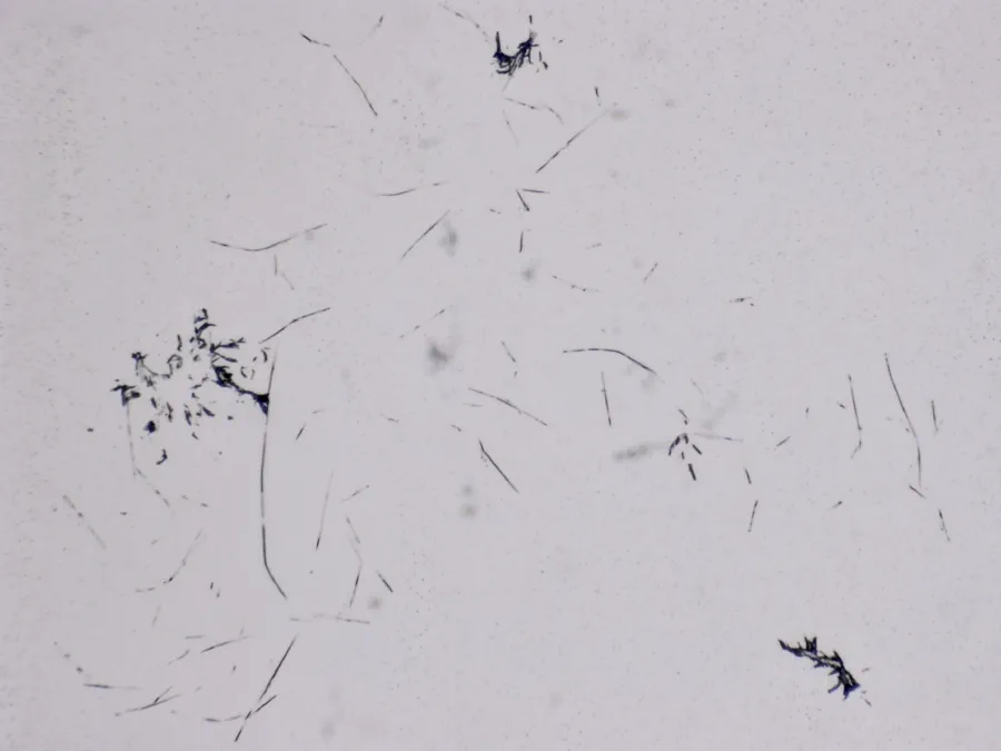 Structures microscopiques rappelant des estampes