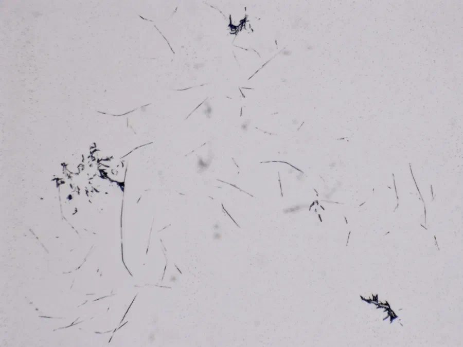 Structures microscopiques rappelant des estampes