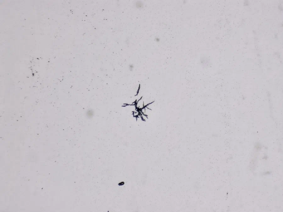 Structures microscopiques rappelant des estampes