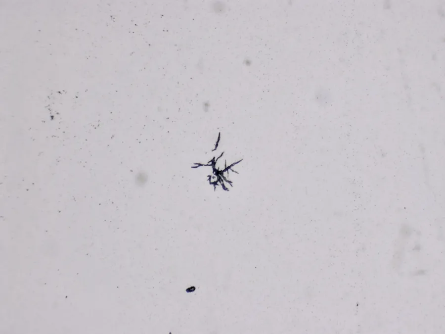 Structures microscopiques rappelant des estampes