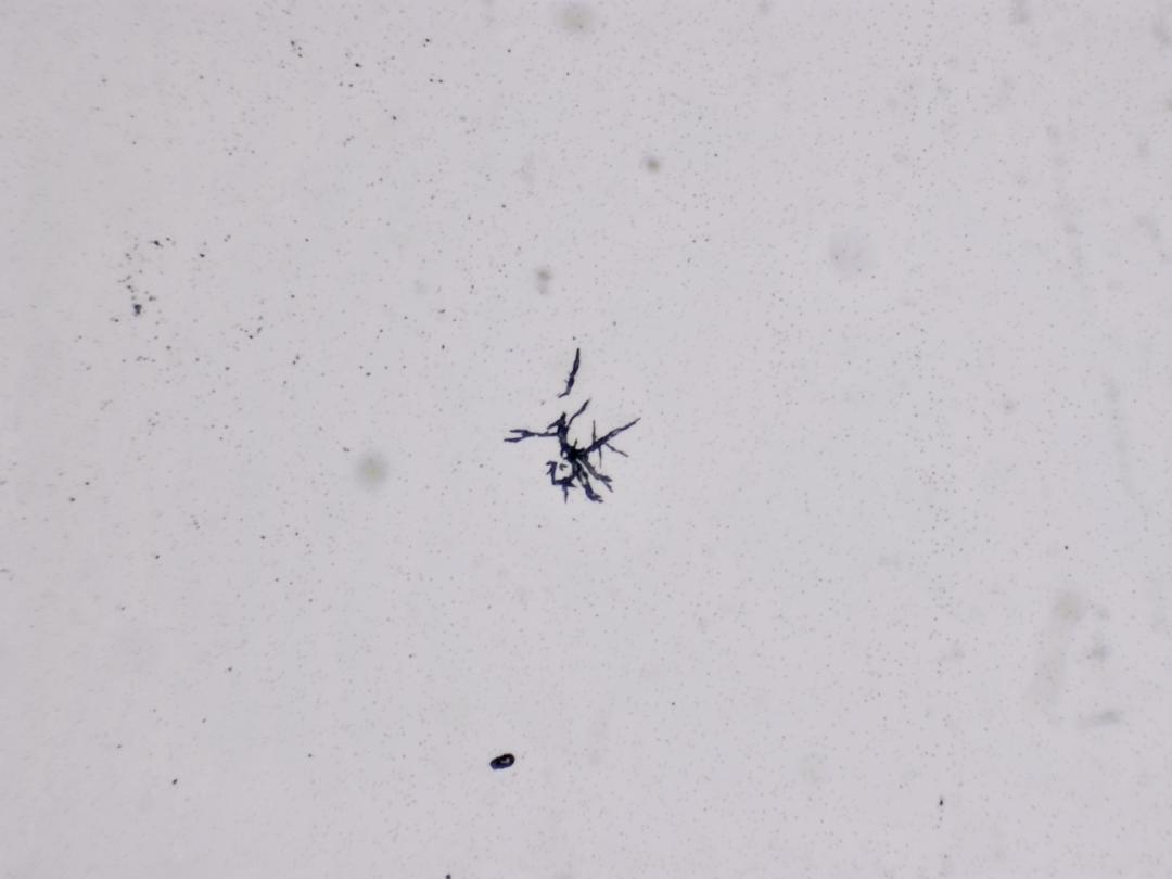 Structures microscopiques rappelant des estampes Structures microscopiques rappelant des estampes