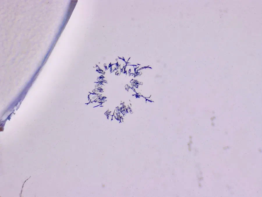 Structures microscopiques rappelant des estampes