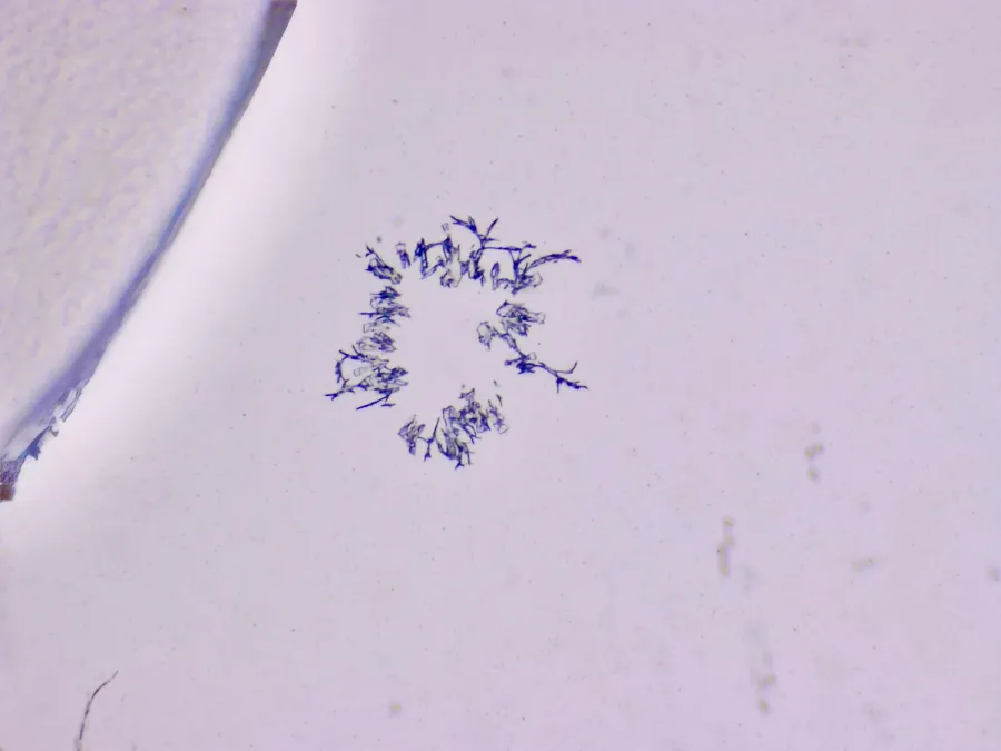 Structures microscopiques rappelant des estampes