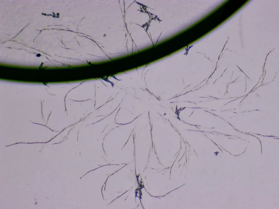 Structures microscopiques rappelant des estampes