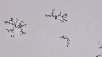 Image de couverture pour Estampes