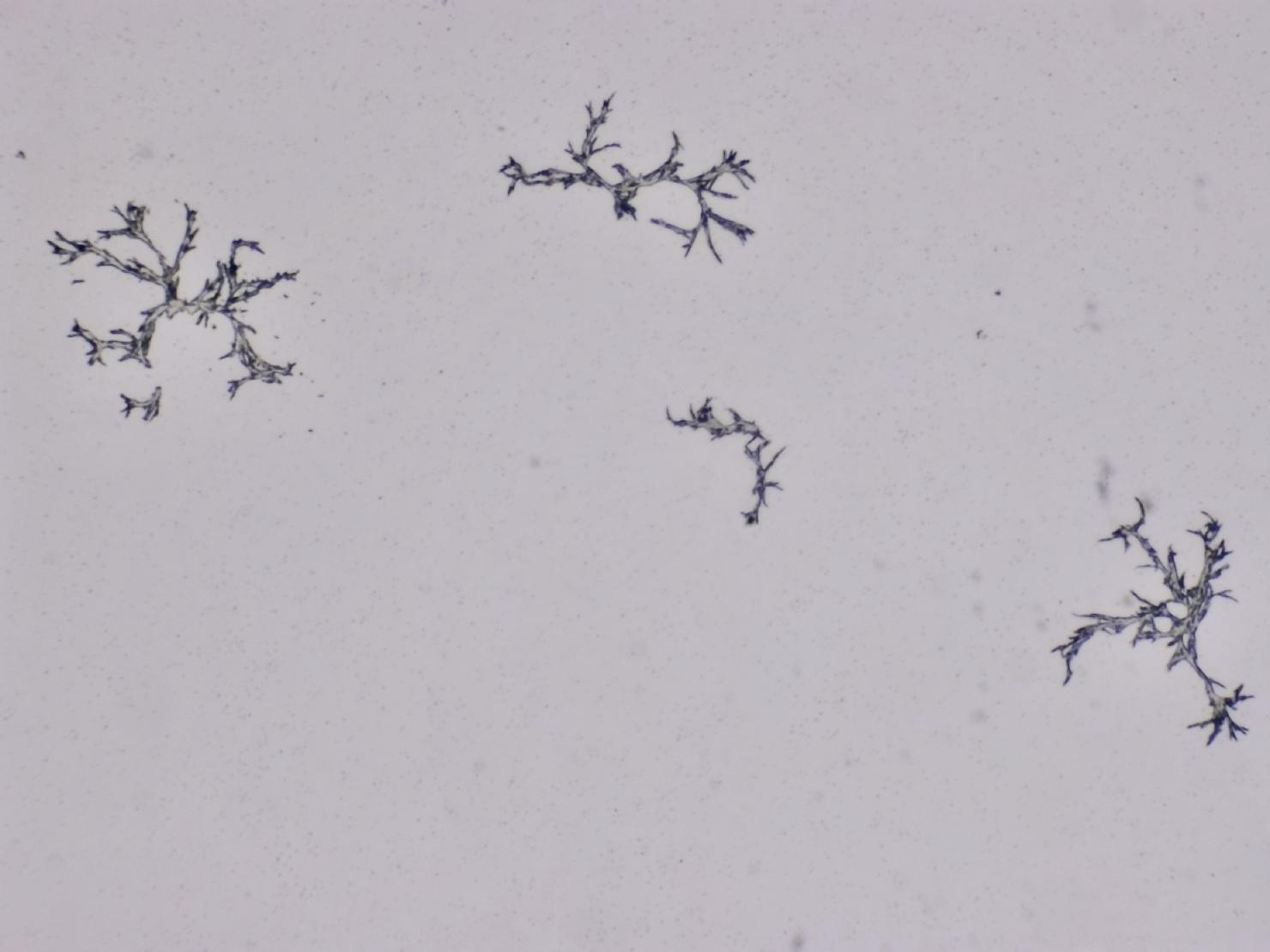 Structures microscopiques rappelant des estampes
