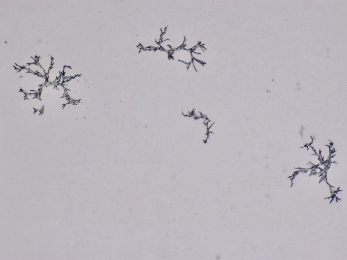 Structures microscopiques rappelant des estampes