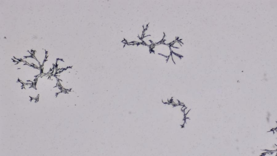 Image de couverture pour Estampes