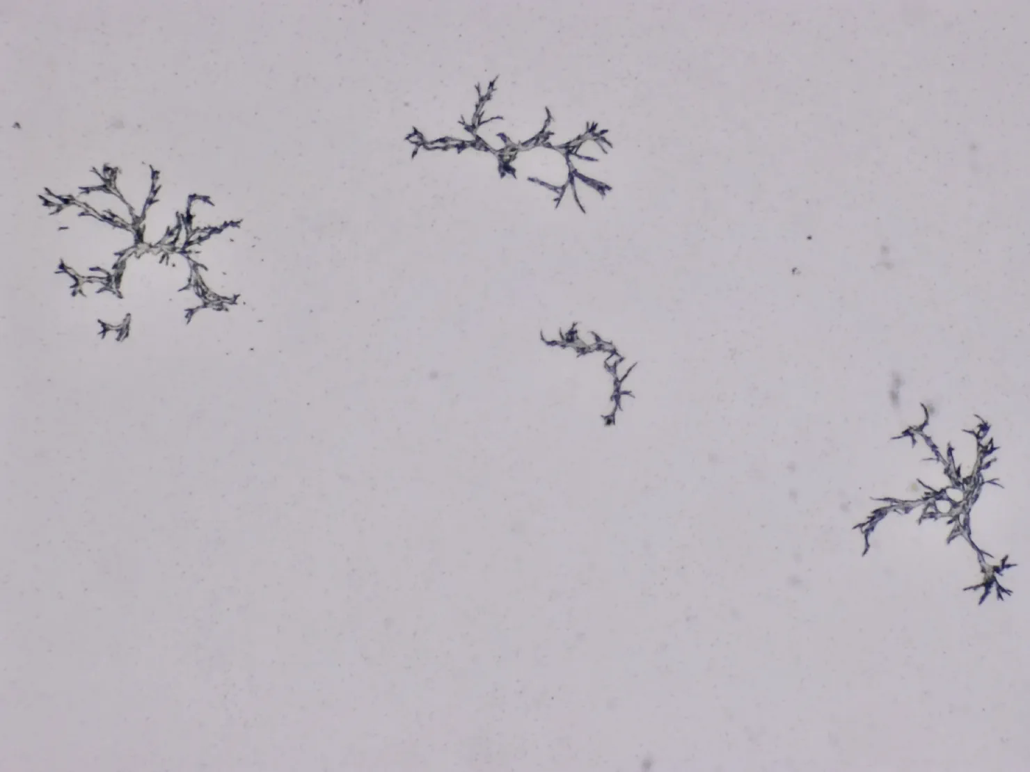 Structures microscopiques rappelant des estampes