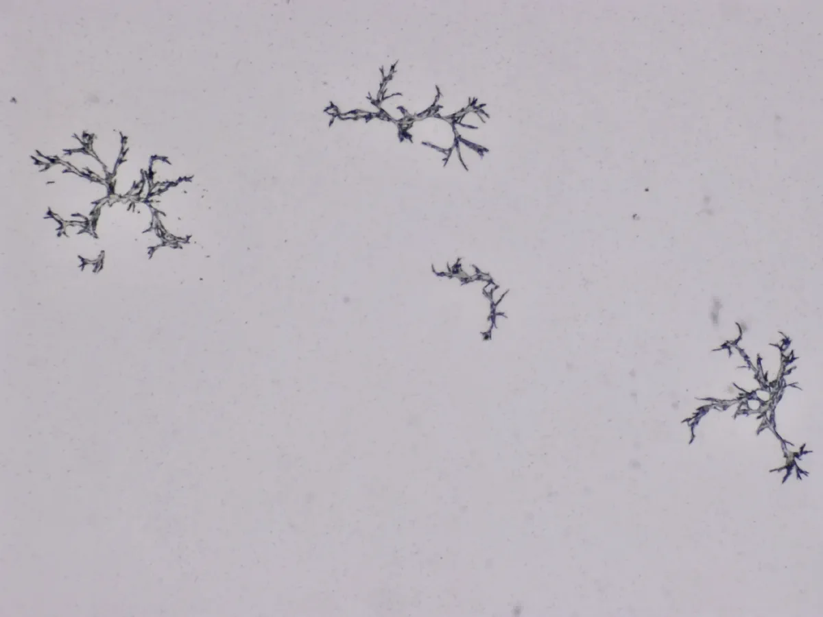 Structures microscopiques rappelant des estampes