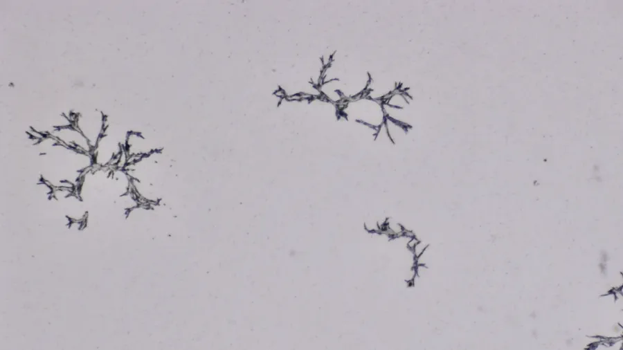 Image de couverture pour Estampes