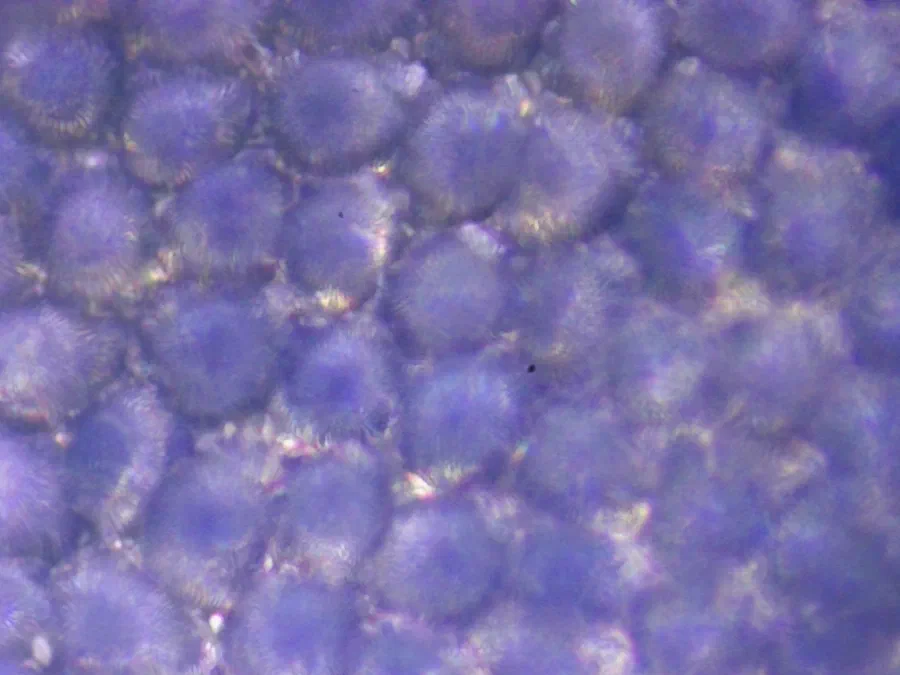 Veronica persica