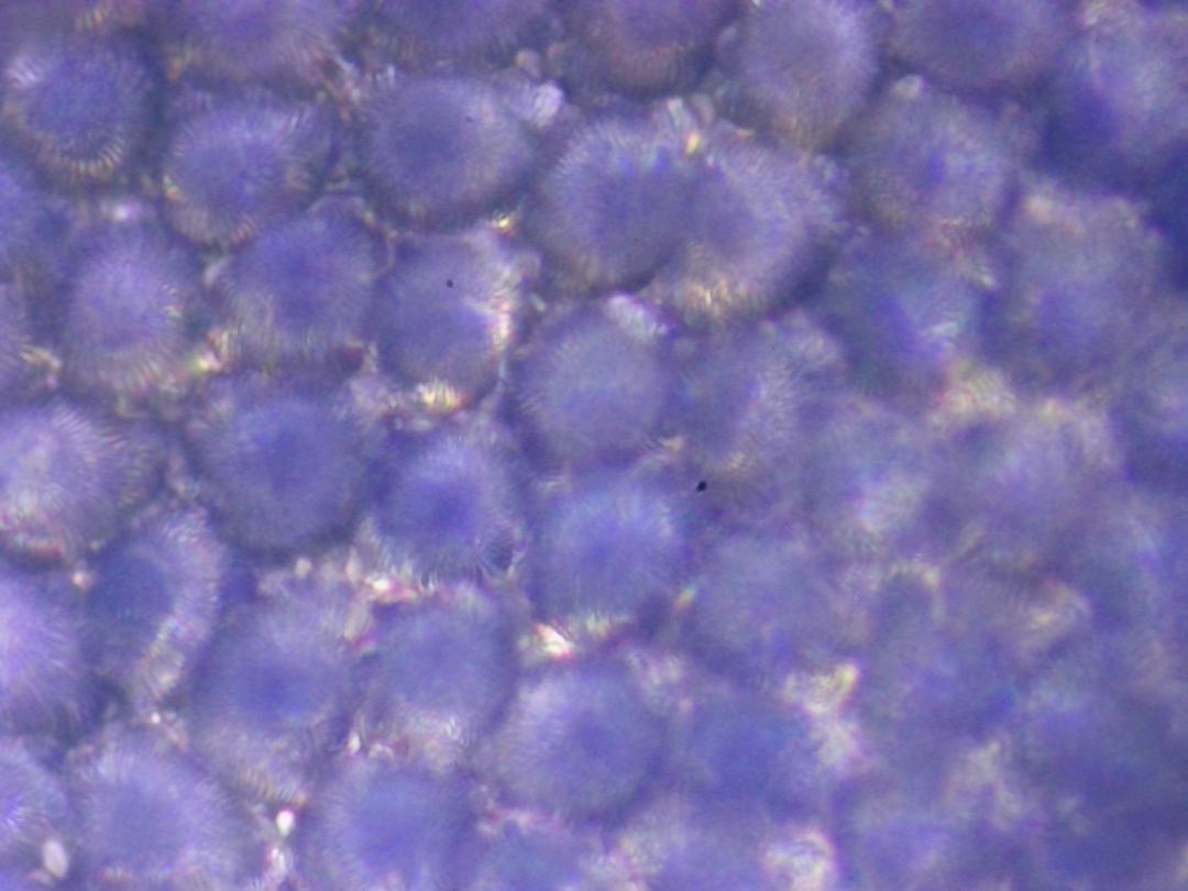 Veronica persica Veronica persica