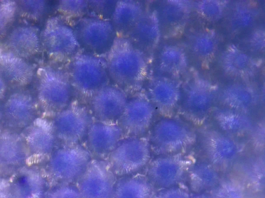 Veronica persica