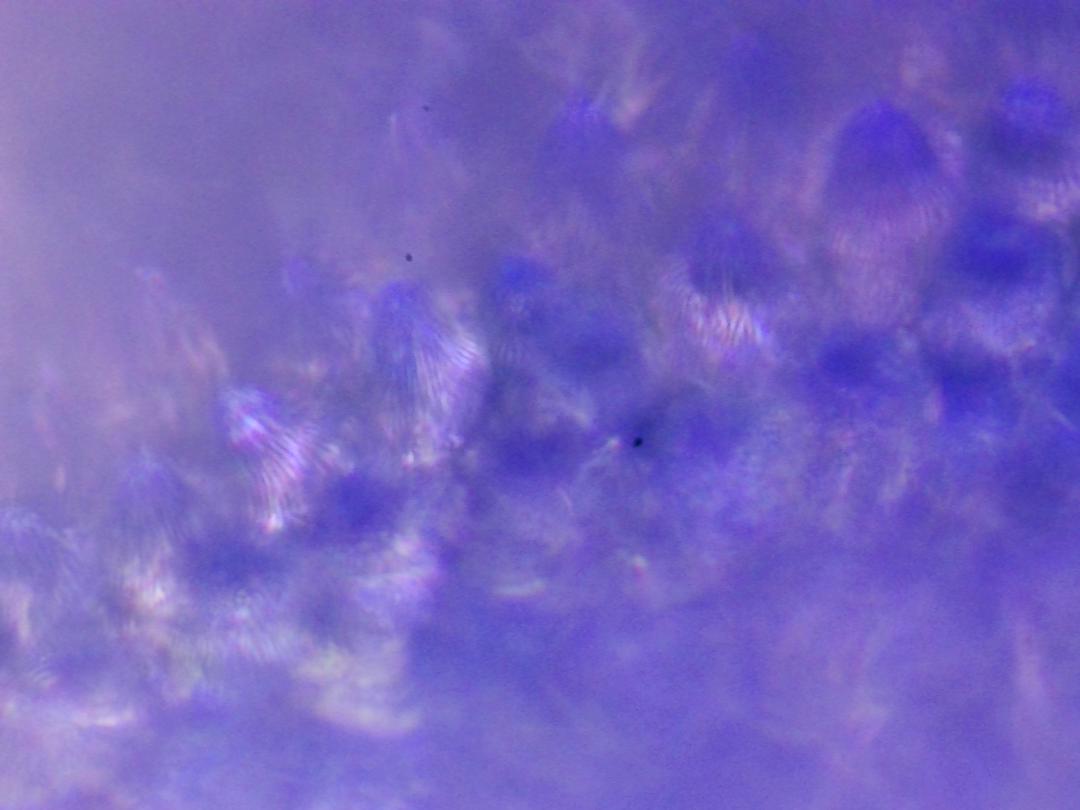 Veronica persica Veronica persica