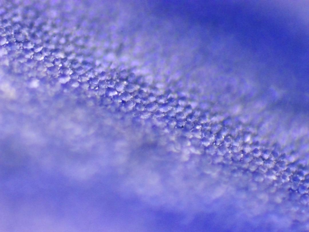 Veronica persica Veronica persica