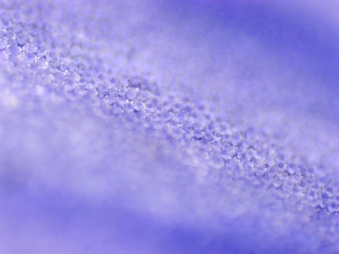 Veronica persica Veronica persica