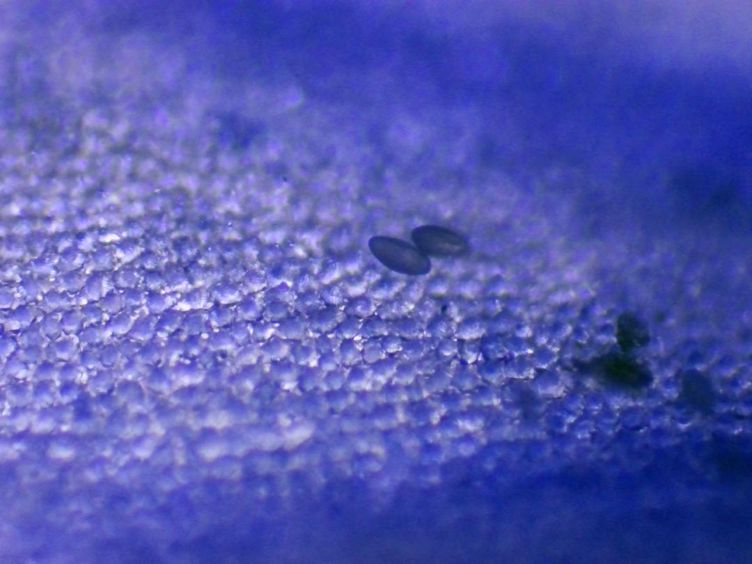 Veronica persica Veronica persica