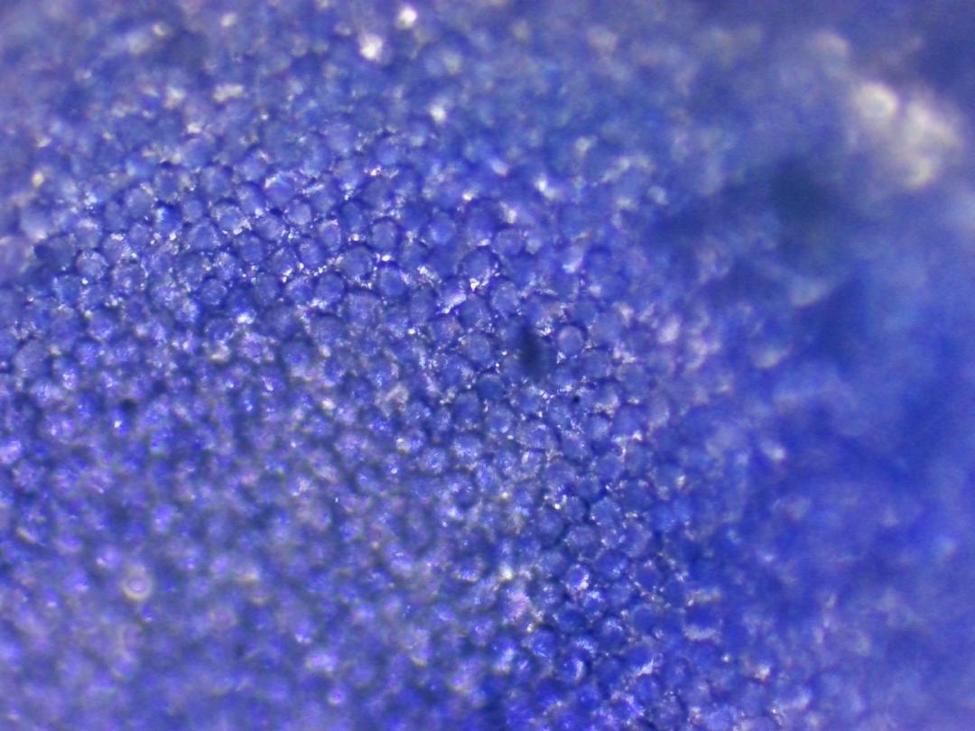 Veronica persica Veronica persica