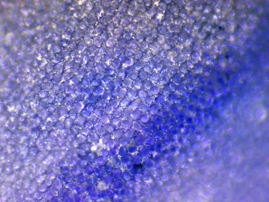 Veronica persica Veronica persica