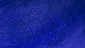 Image de couverture pour Veronica persica