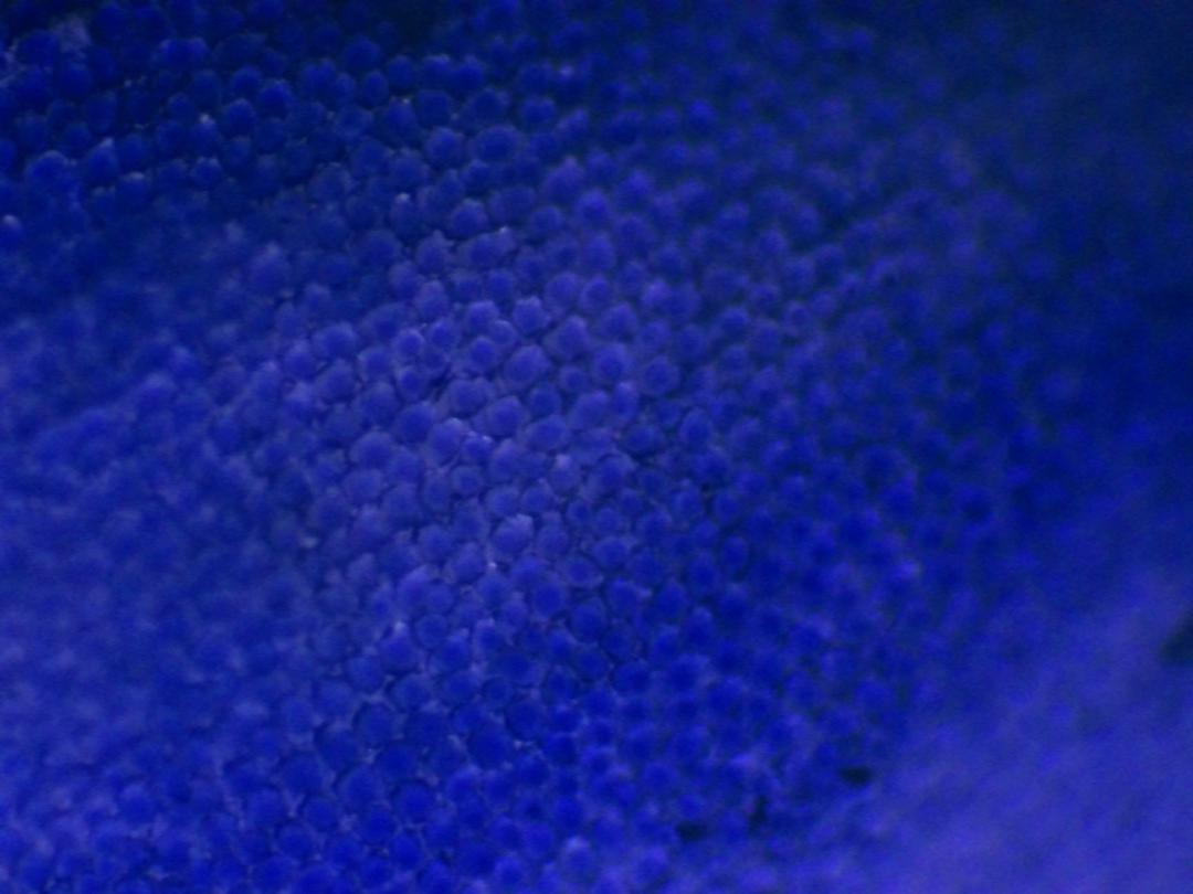 Veronica persica Veronica persica