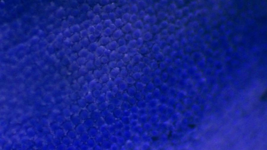 Image de couverture pour Veronica persica