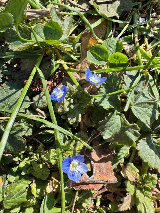 Veronica persica Veronica persica