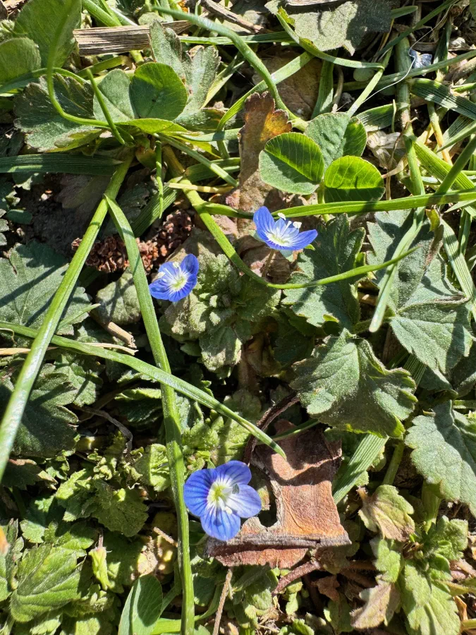 Veronica persica