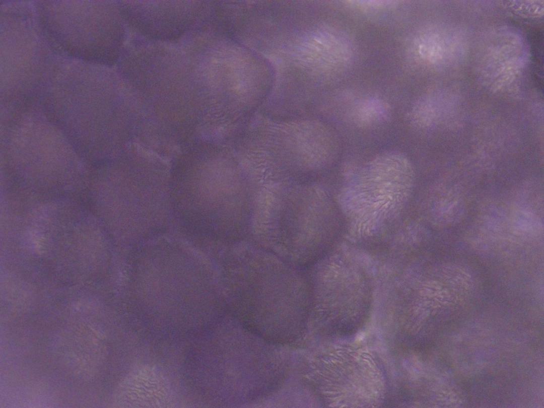 Cardamine des prés Cardamine des prés