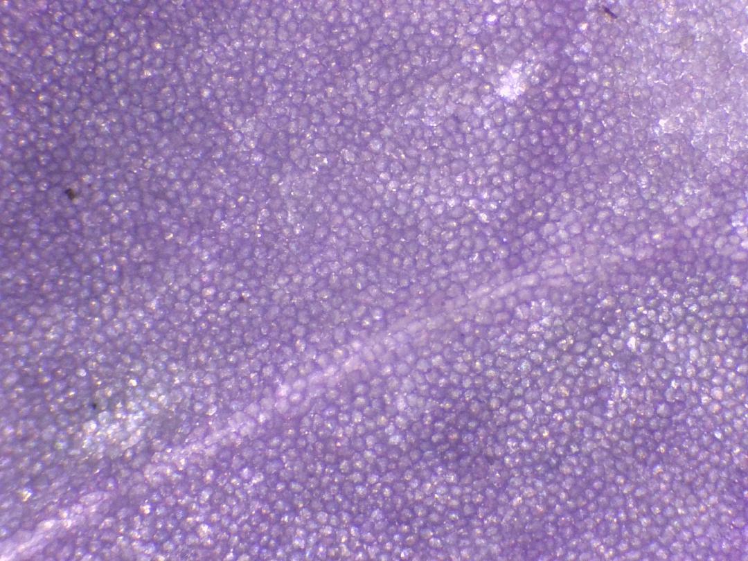 Cardamine des prés Cardamine des prés