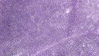 Image de couverture pour Cardamine