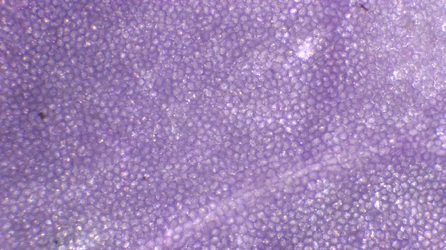 Image de couverture pour Cardamine