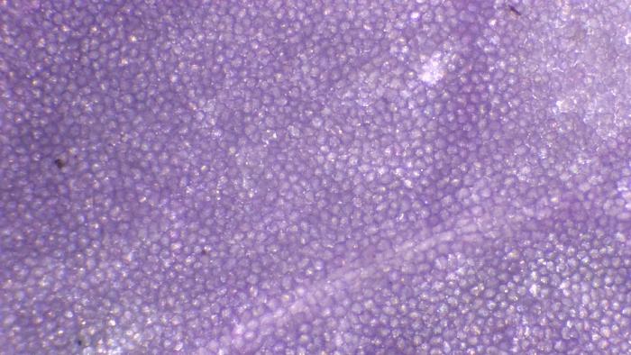 Image de couverture pour Cardamine