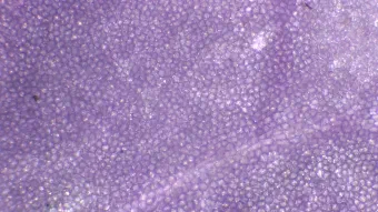 Image de couverture pour Cardamine