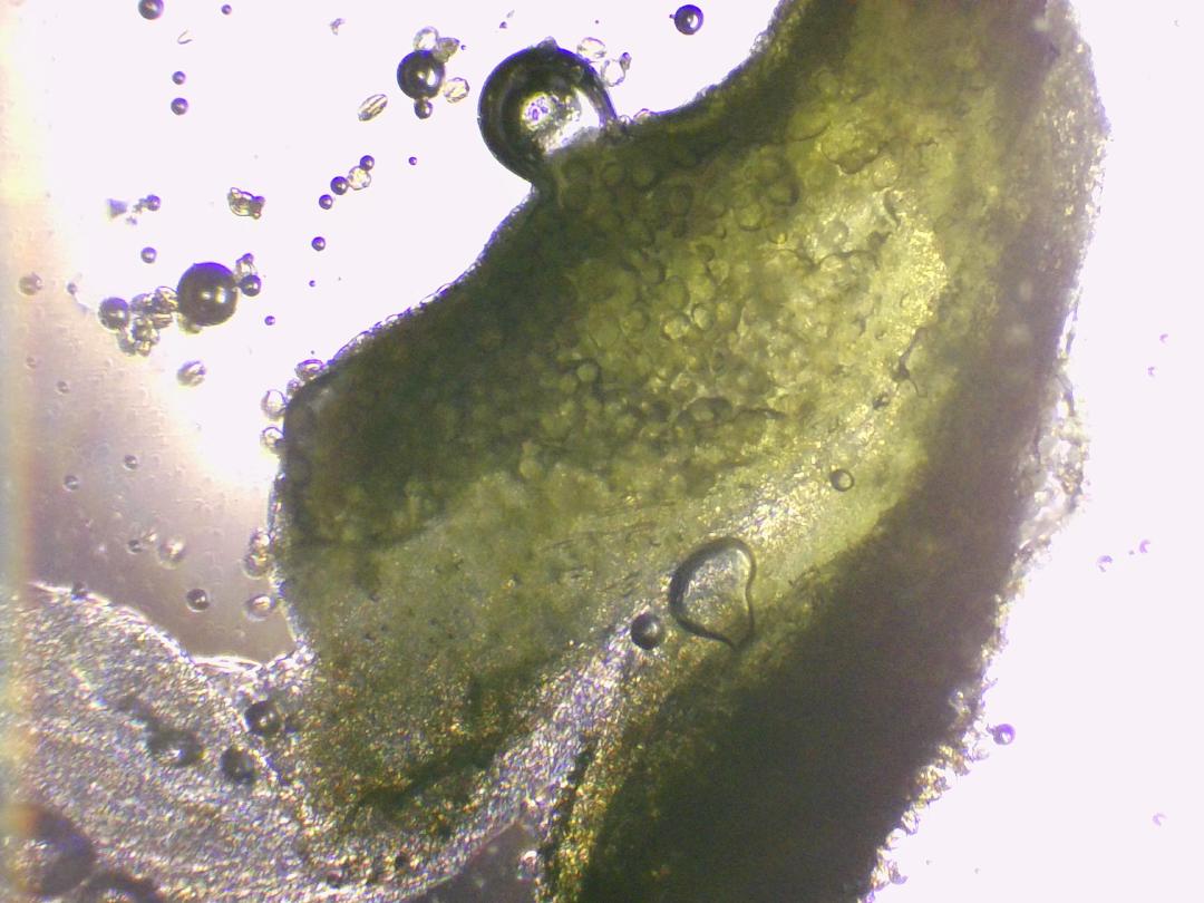 Cardamine des prés Cardamine des prés