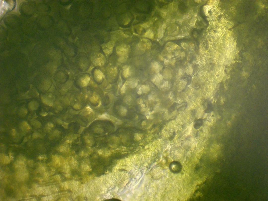 Cardamine des prés Cardamine des prés