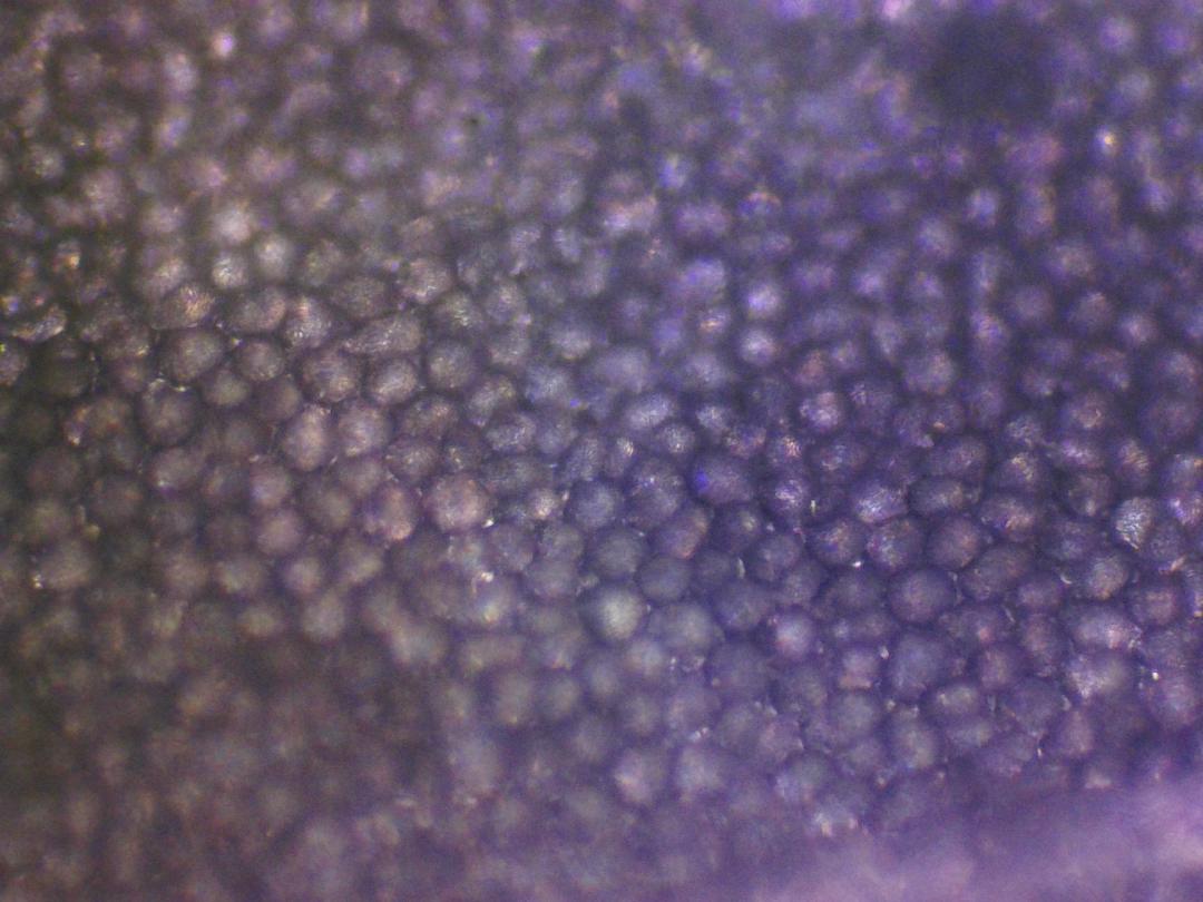 Cardamine des prés Cardamine des prés