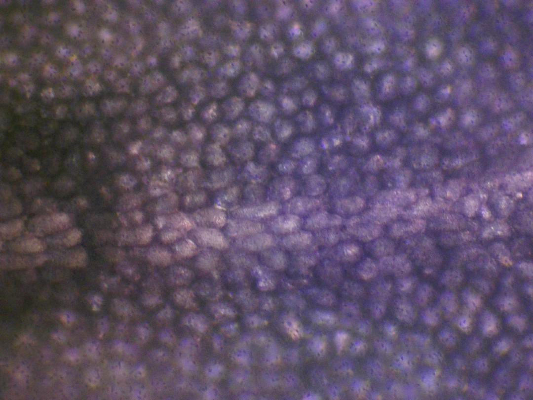 Cardamine des prés Cardamine des prés