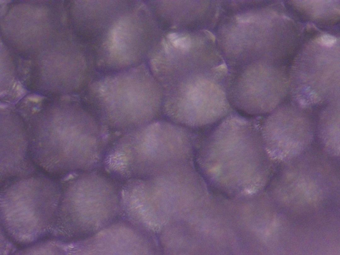 Cardamine des prés Cardamine des prés