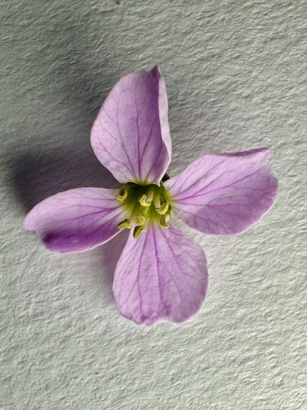 Cardamine des prés Cardamine des prés
