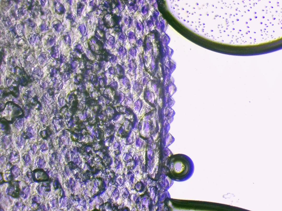 Grassette commune Grassette commune